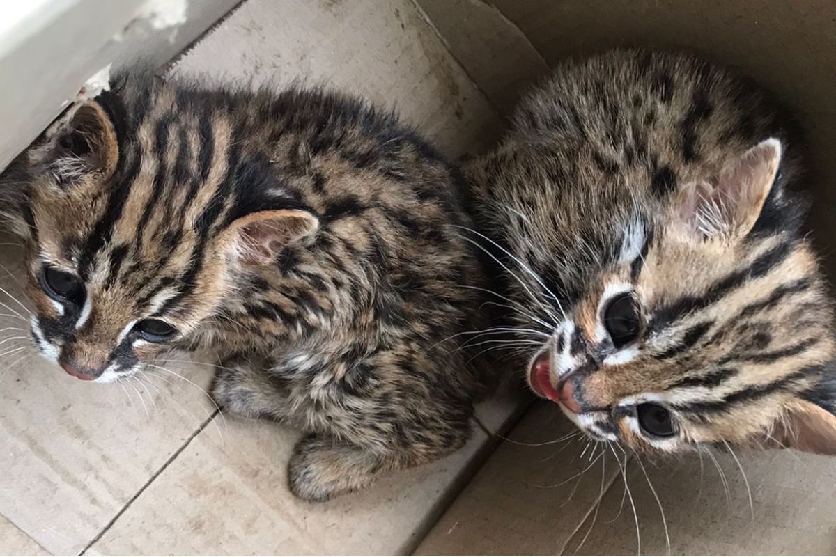 Langka dan Dilindungi, 2 Anakan Kucing Hutan Ditemukan di Hutan Bali Barat